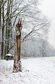 Hohles Baumstammfragment vor Buchenwald im Winter
