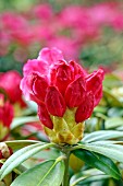 Red rhododendron buds