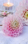 Pink dahlia flowers lying on lace tablecloth in front of candle and rosebud