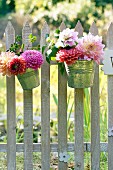 Dahlias in metal buckets decorating picket fence adjoining meadow