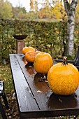 Kürbisse auf regennassem Holztisch im Garten