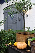 Kürbisse und Olivenbäumchen in Vintage Topf auf Ablage im Garten