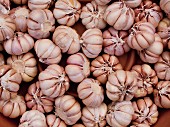 Heirloom garlic at a farmers market