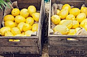 Fresh lemons in wooden crates