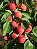 Apricots on the branch