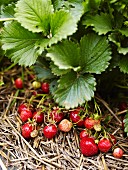 Strawberries on the plant