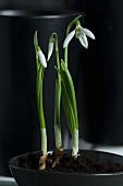 Potted snowdrops