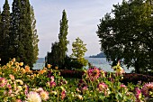 Flowers on the island of Mainau, Lake Constance