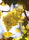 Golden Riesling grapes
