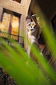 Barcelona, a creative city: a statue in a courtyard