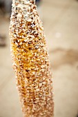Elote: grilled corn cob, typical Mexican street food (Red Hook Ballfields, Brooklyn, USA)