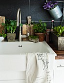 Spülbecken in der Küche dekoriert mit verschiedenen Pflanzen in Töpfen