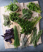 An arrangement of various fresh herbs