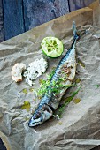 Grilled mackerel with remoulade and chervil flowers