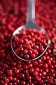 Pink peppercorns on a spoon