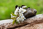 Cherry blossom inserted into piece of curved bark on dead log outdoors