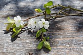 Damson blossom on weathered wooden surface outdoors