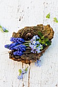 Forget-me-not and grape hyacinths in bowl-shaped piece of wood
