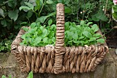 A roughly woven basket on a stone wall filled with bok choy seedlings