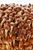 Golden enoki mushrooms (close-up)