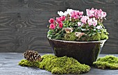 Cyclamen and moss in ceramic bowl