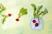 Radishes on a plate and on a green surface