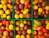 Various types of mini heirloom tomatoes in plastic baskets