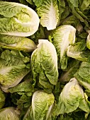 Cos lettuce (full frame)