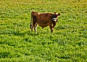 A calf in a field