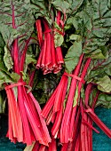 Bunches of red-stemmed chard