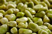 Poached fava beans (close-up)