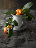 Ornamental oranges on sprigs in a metal pot