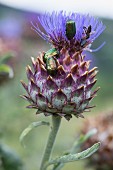 Käfer auf der Kardy-Blüte, Südtirol
