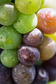 Grapes from Castelfeder Vinyard in Neumarkt, south of Bolzano