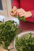 A woman cleaning lettuce