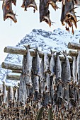 Codfish drying in the cool air and sunshine in the Lofoten Islands, Arctic, Norway, Scandinavia, Europe