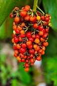 Close Up von roten Kaffeekirschen (Rubiaceae) im Botanischen Garten von Bom Sucesso, Sao Tome, Atlantik, Afrika