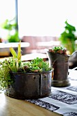 Metal containers decoratively planted with succulent son balcony table