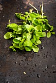 Freshly washed mint (seen from above)