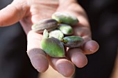 A hand holding fresh almonds