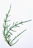 A sprig of saltwort on a white surface