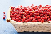 A basket of wild strawberries