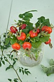 Branches of rose hips in glass of water