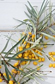 Close-up view of Sea Buckthorn berries