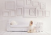 Empty picture frames on white wall above sofa and Afghan hound sitting on floor