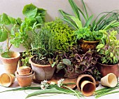Various fresh herbs in terracotta pots