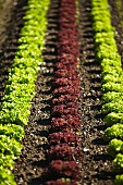 Lettuce field