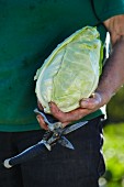 A man with a freshly harvested pointed cabbage and a pair of garden shears
