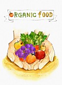 An illustration of organic food - hands holding fruit and vegetables (illustration)