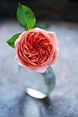 Rose of the variety 'Chippendale' in glass vase
